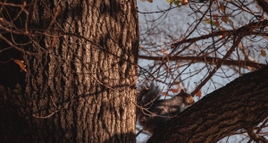 Harvard squirrel giving some side eye