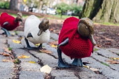 Make way for ducks in sweaters