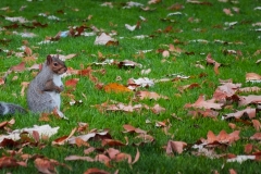 A chubby squirrel getting ready for winter