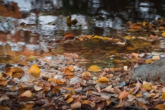 Squirrel drinking from the lake in the public gardens