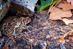 American Toad