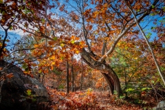 Rock Circuit Trail