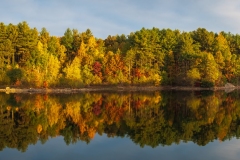 Path of trees catch early sun on the South Reservoir