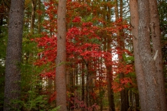 A red oak tree shining through tall pines