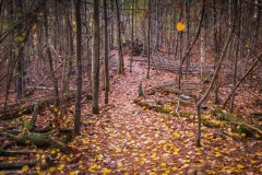 Beech trees litter their leaves to create a polka dotted trail