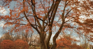 Mt-Auburn-Cemetery-15-of-15