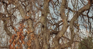 Mt-Auburn-Cemetery-7-of-15