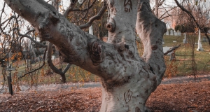 Mt-Auburn-Cemetery-8-of-15