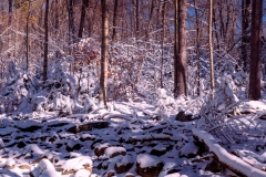 Mt-Monadnock-Oct-2-of-11