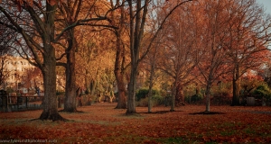 Fens-in-late-fall-4-of-23