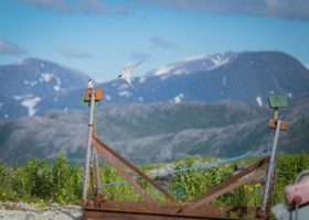 Staunch Defenders – Arctic Terns